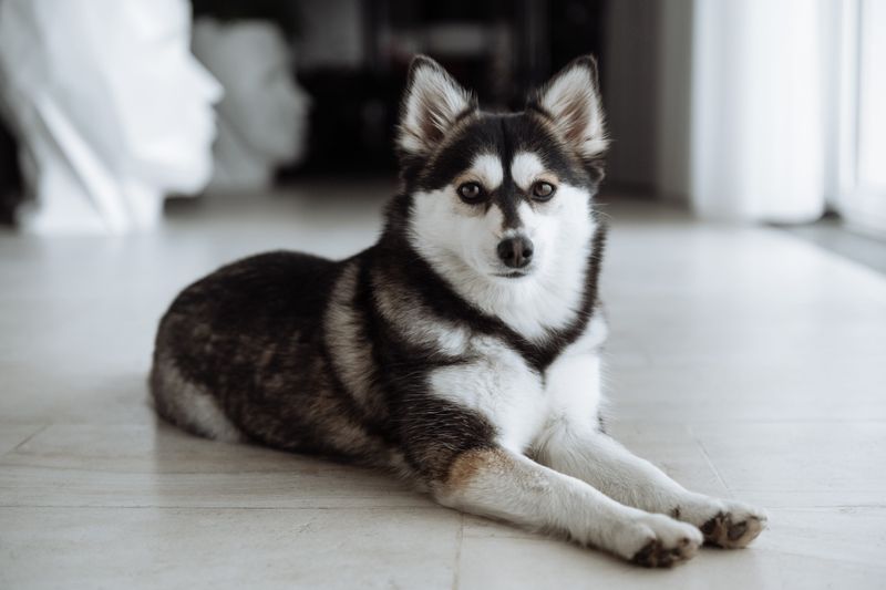 Pomsky