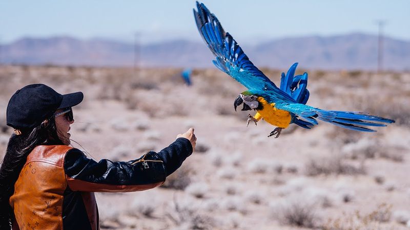 Charlie (Blue And Yellow Macaw)