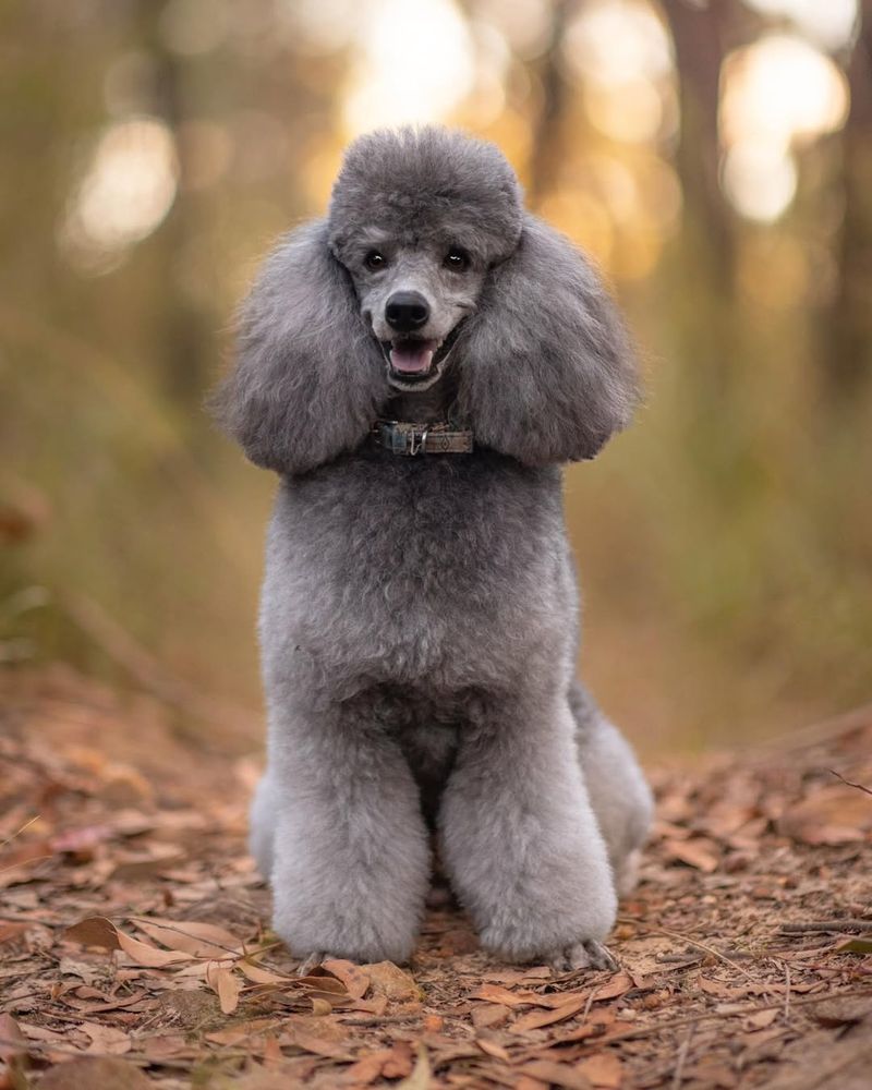 Poodle