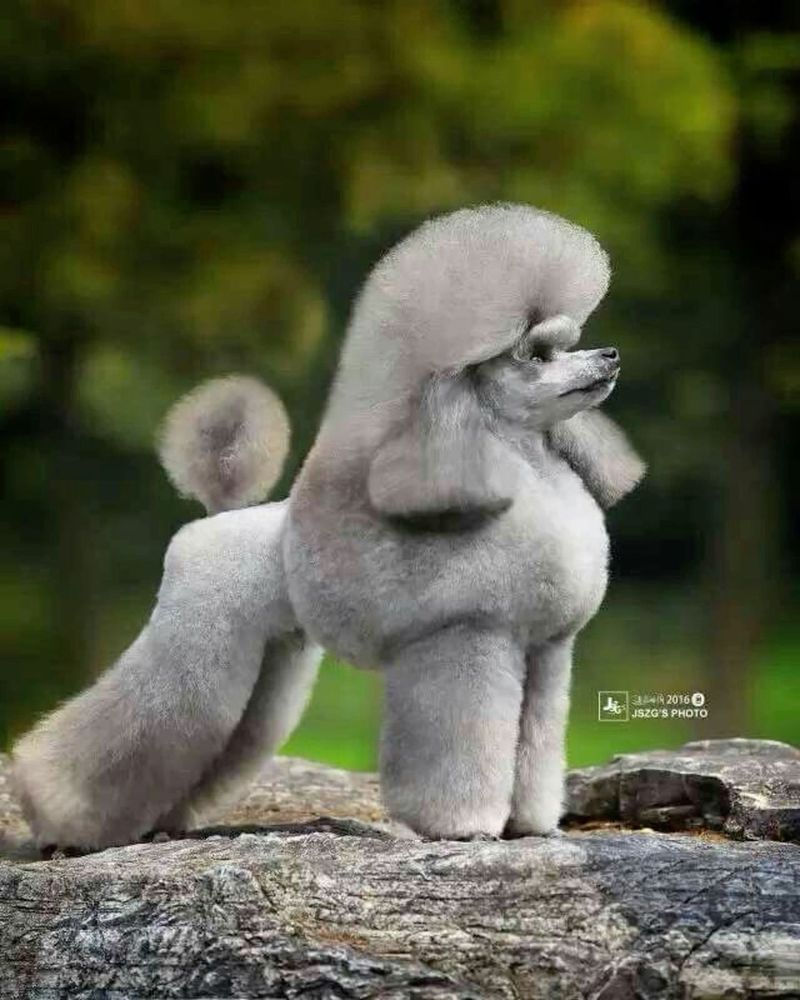 Poodle