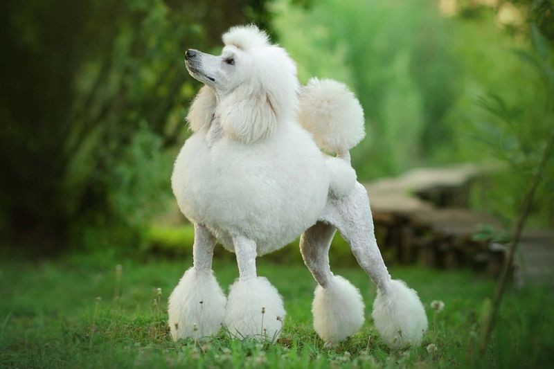 Poodle