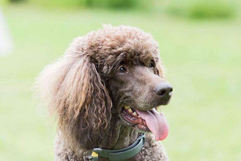 Poodle - Addison's Disease