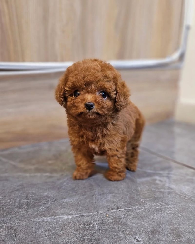 Poodle Puppy