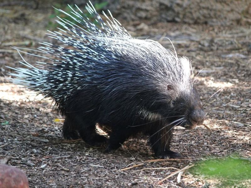 Porcupine