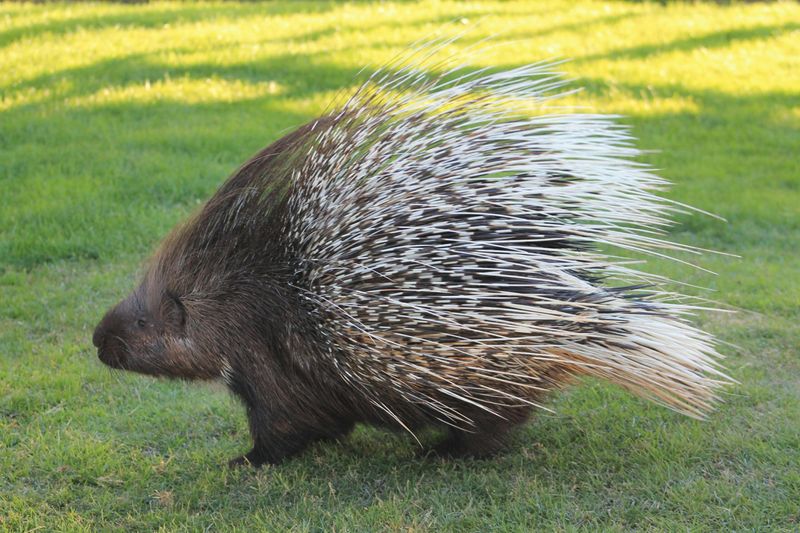 Porcupine