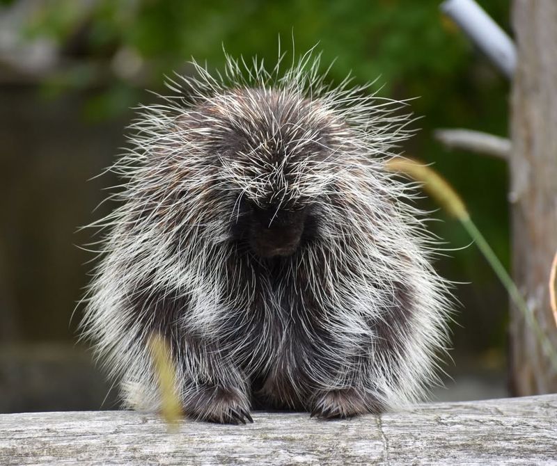 Porcupine