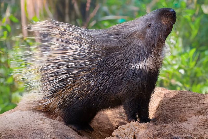 Porcupine