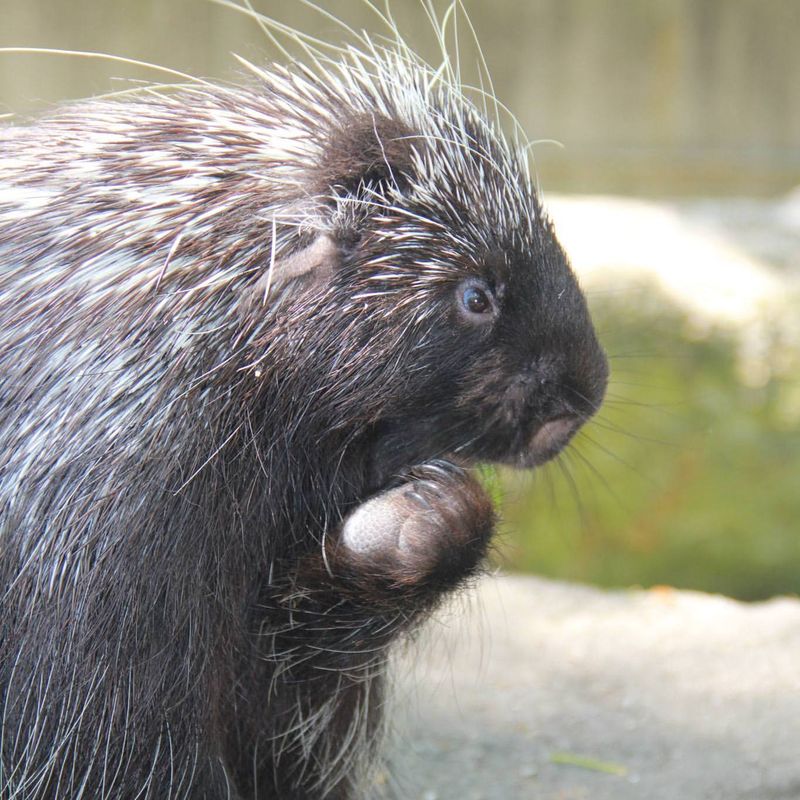 Porcupine