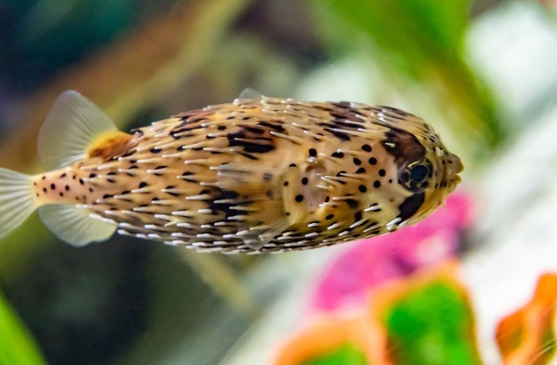 Porcupinefish