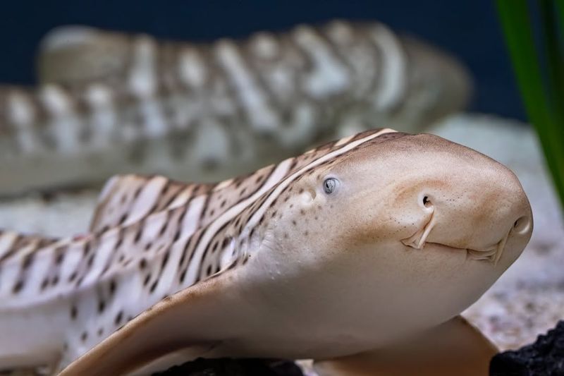 Zebra Shark