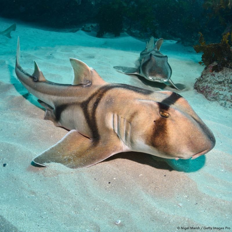 Port Jackson Shark