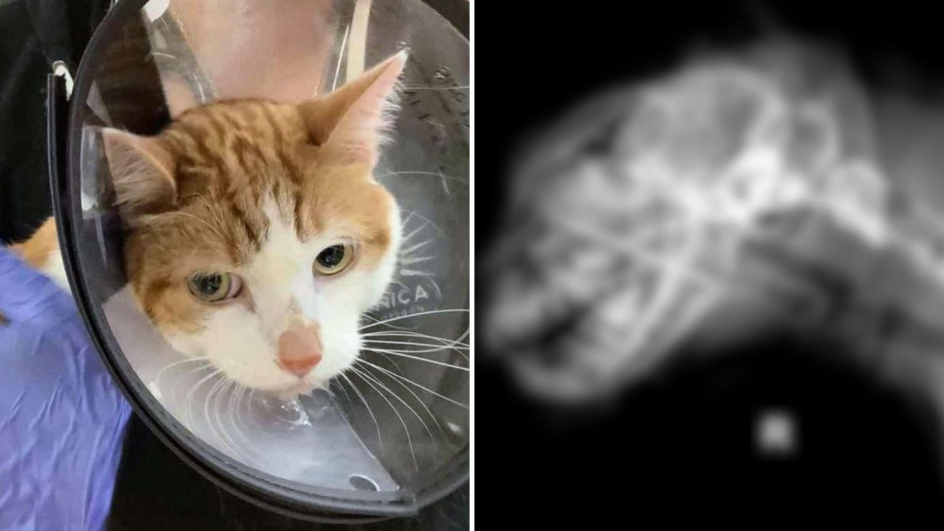 X-ray of a cat