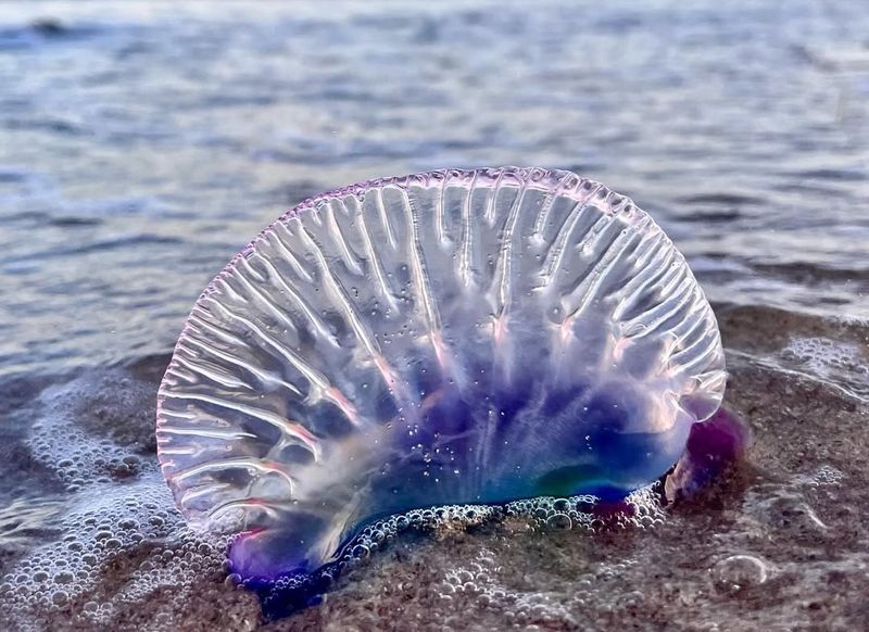 Portuguese Man O' War