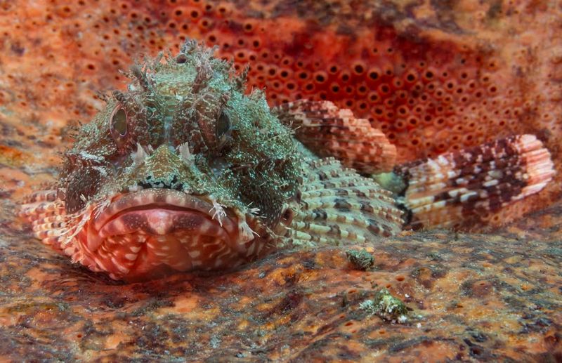 Scorpionfish