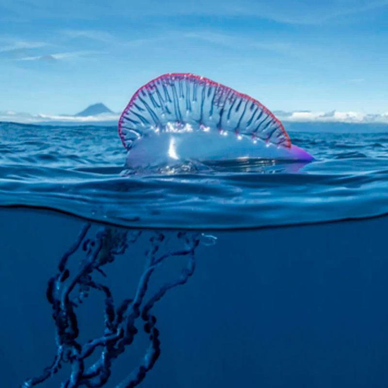 Portuguese Man O' War