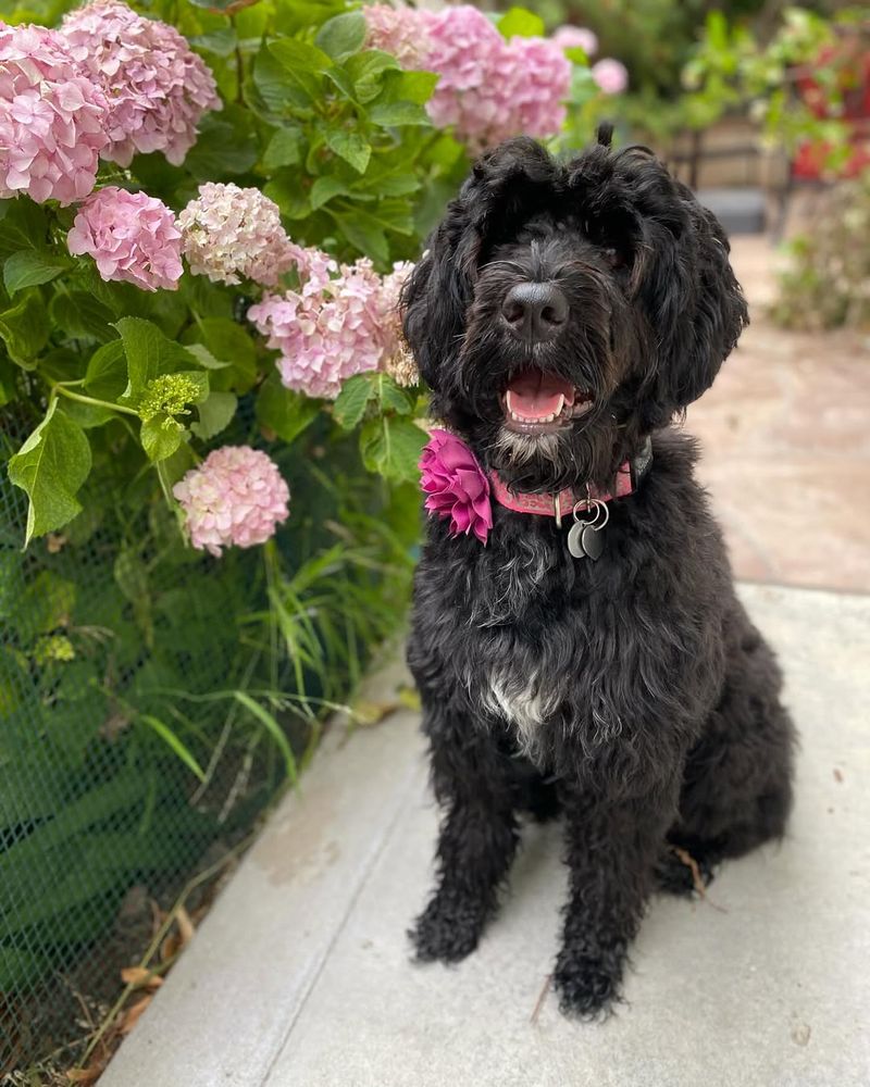 Portuguese Water Dog