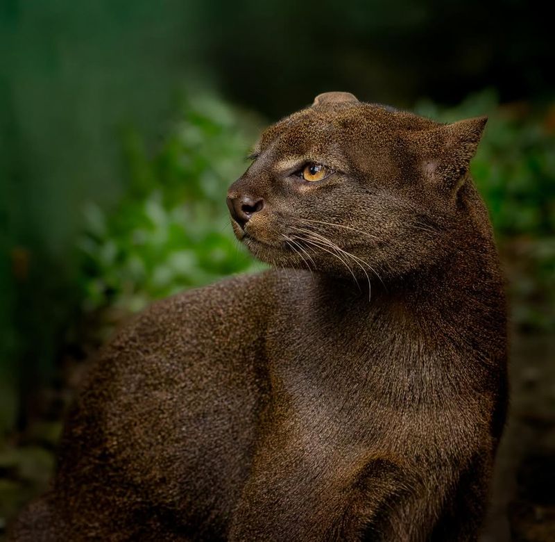 Possible Colors of Jaguarundi