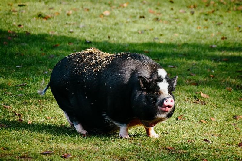 Pot-Bellied Pig