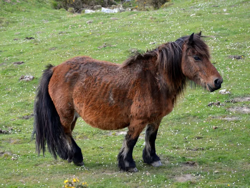 Pottok Ponies of the Basque Country