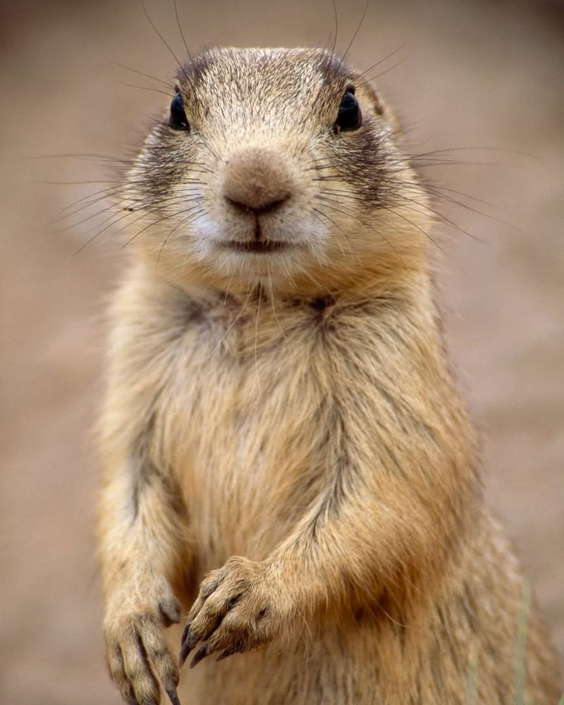 Prairie Dog