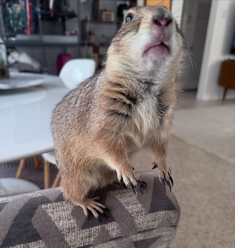 Prairie Dog