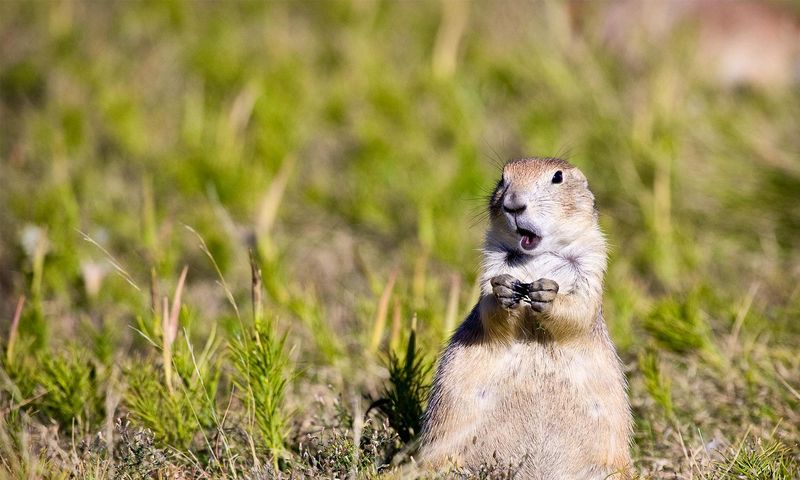 Prairie Dog