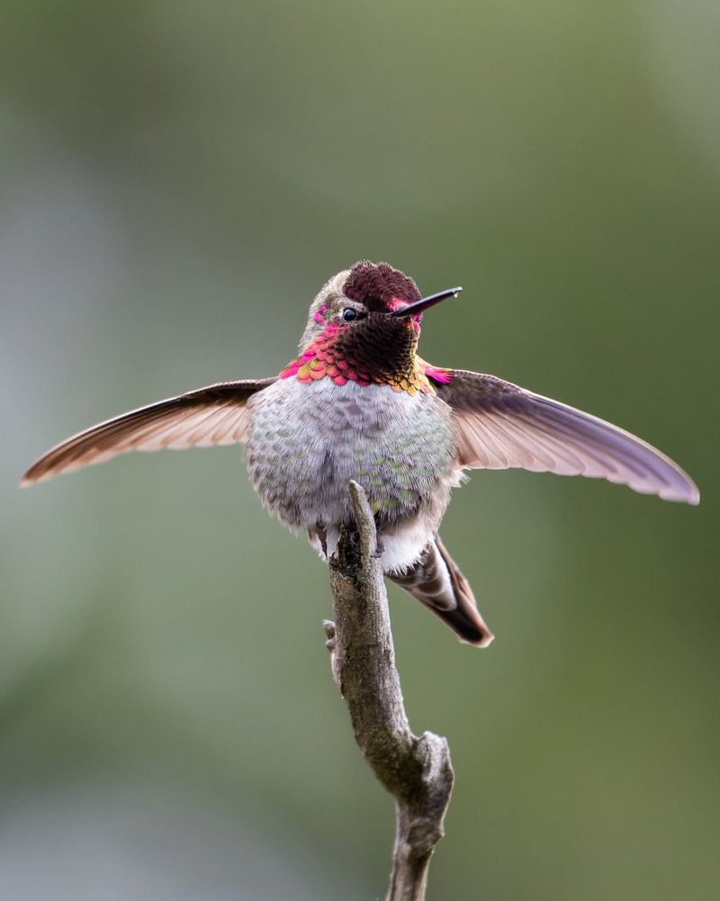 Hummingbirds