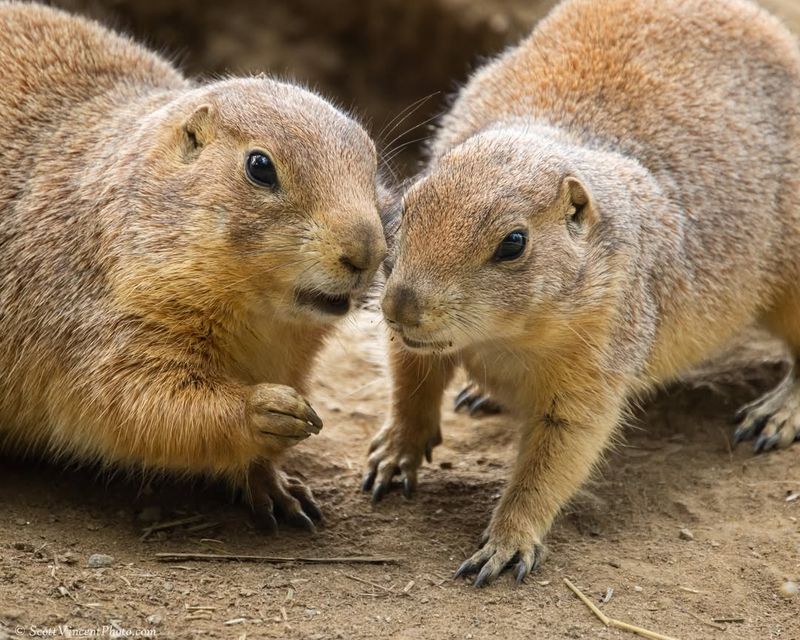 Prairie Dogs