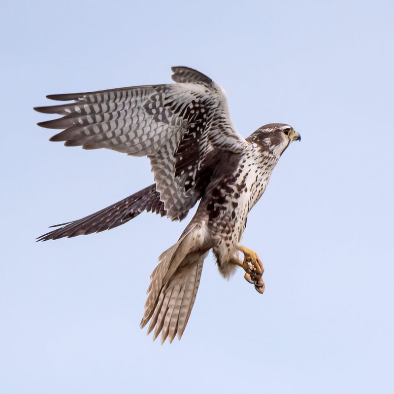 Prairie Falcon