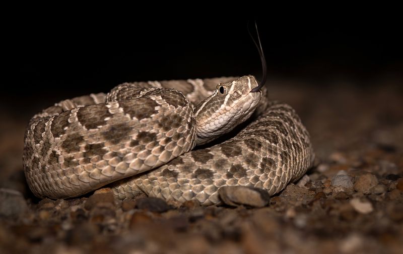 Prairie Rattlesnake - South Dakota