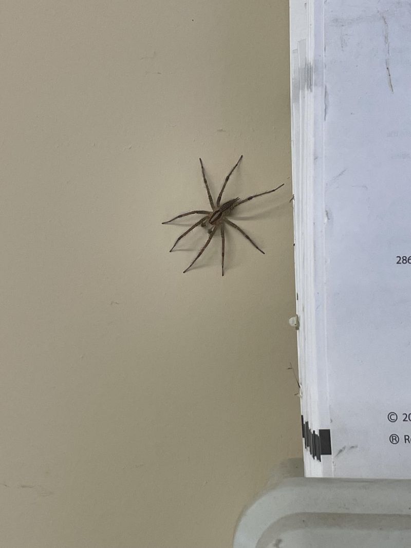 Prairie Wolf Spider in North Dakota