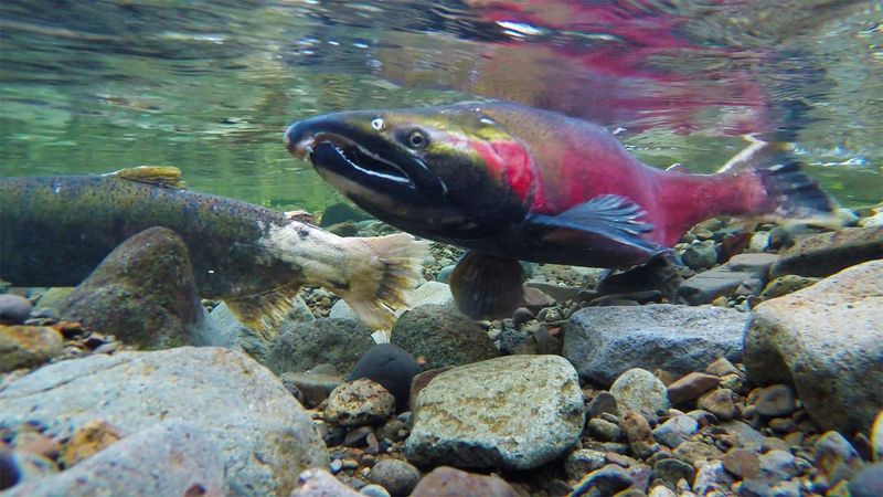 Predators Are Thriving (At Salmon’s Expense)