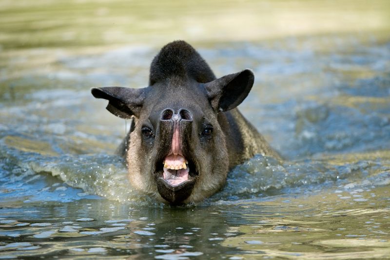 Prehensile Snout