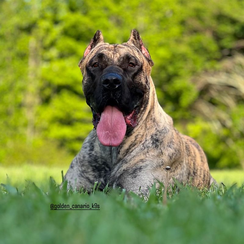 Presa Canario