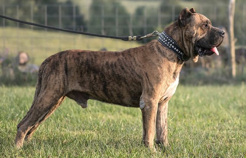 Presa Canario