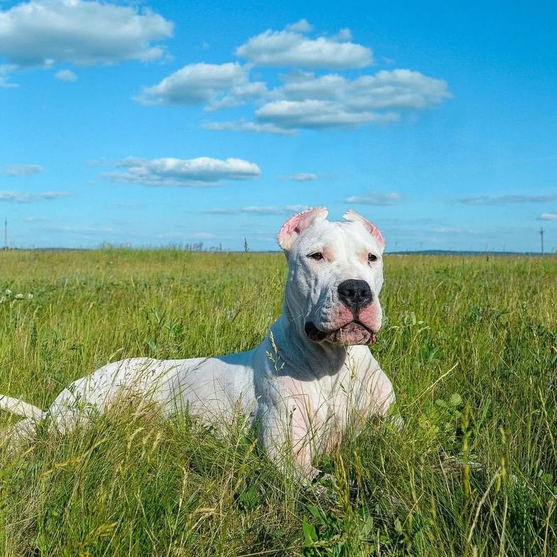 Dogo Argentino