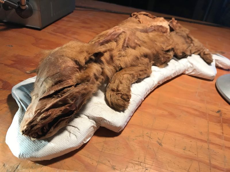 Preserved Wolf Pup