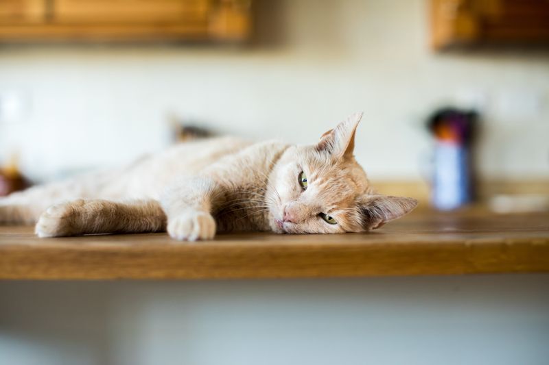 Preventing Boredom in Indoor Cats