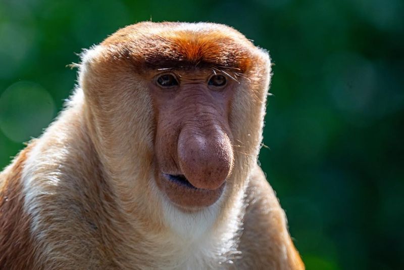 Proboscis Monkey