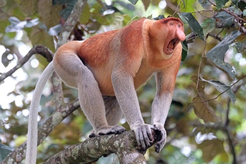 Proboscis Monkey