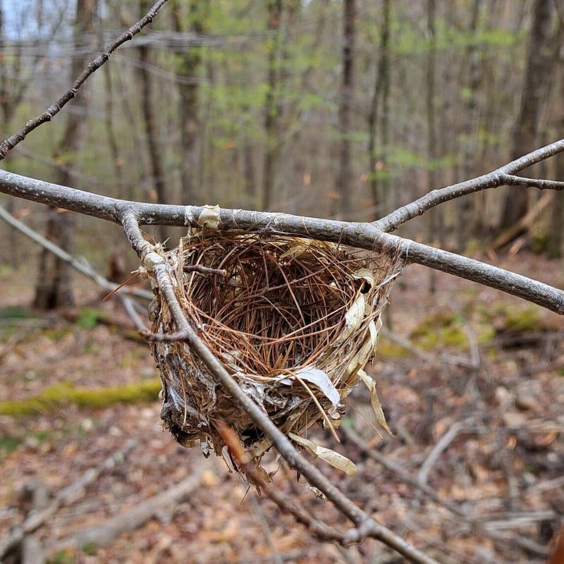 Promote Natural Nesting Materials