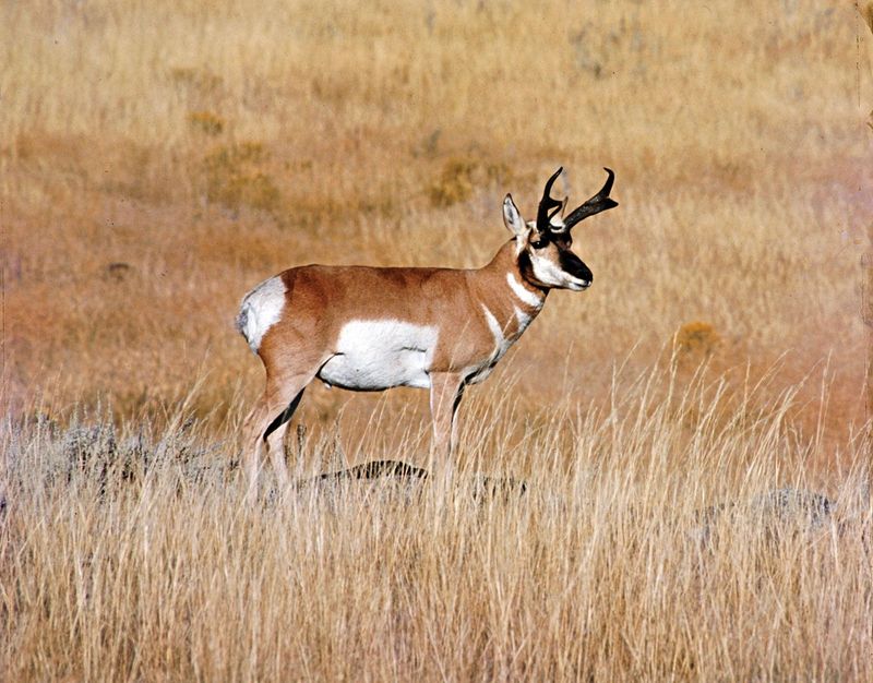 Pronghorn