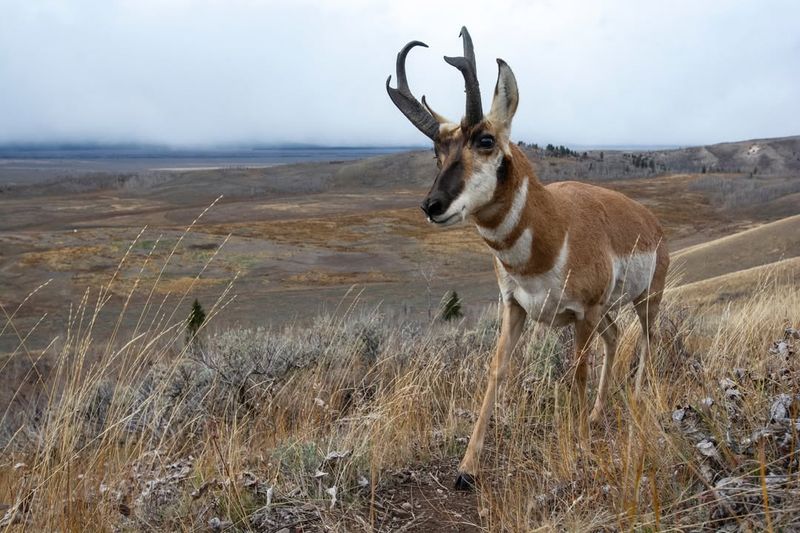 Pronghorn