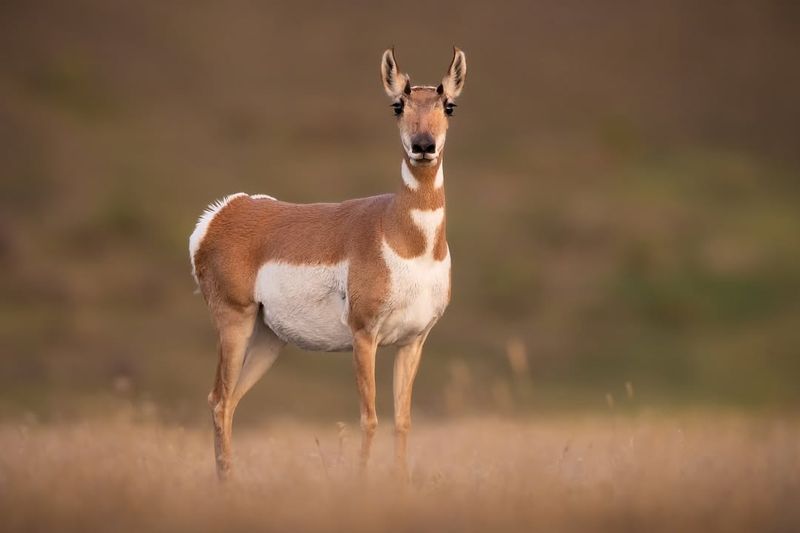 Pronghorn