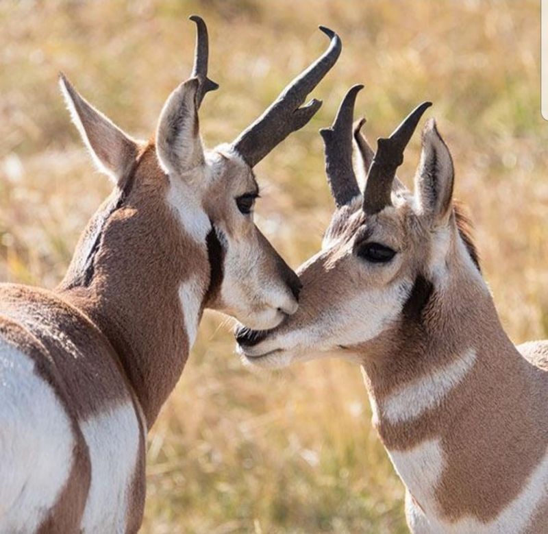 Pronghorn