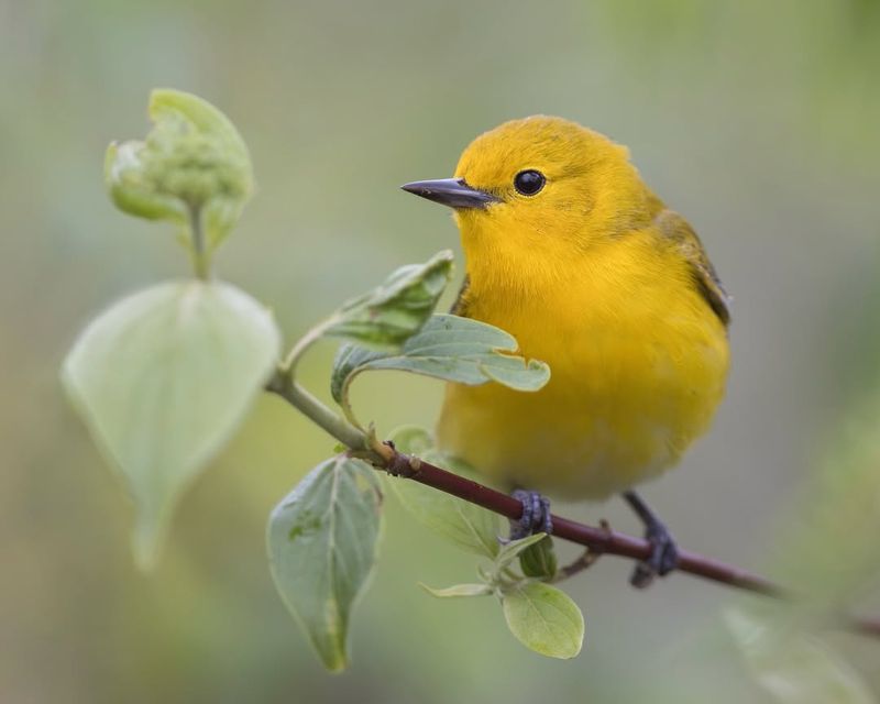 Prothonotary Warbler