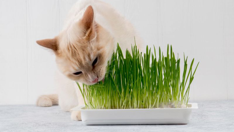 Provide Cat Grass