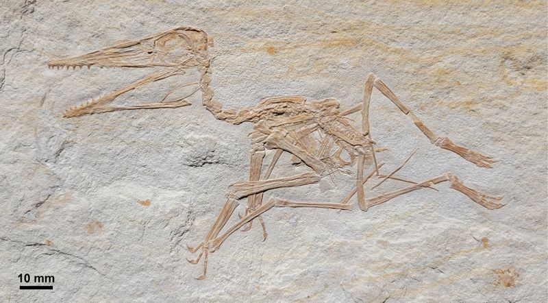 Pterosaur Fossil Discoveries