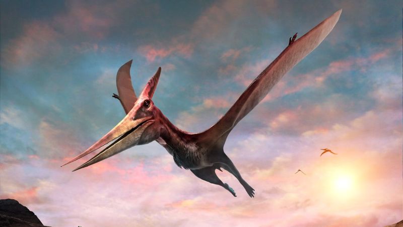 Pterosaur Size Variability