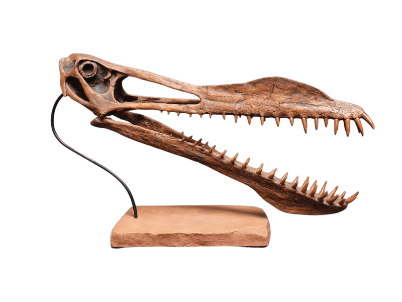 Pterosaur Skull and Teeth